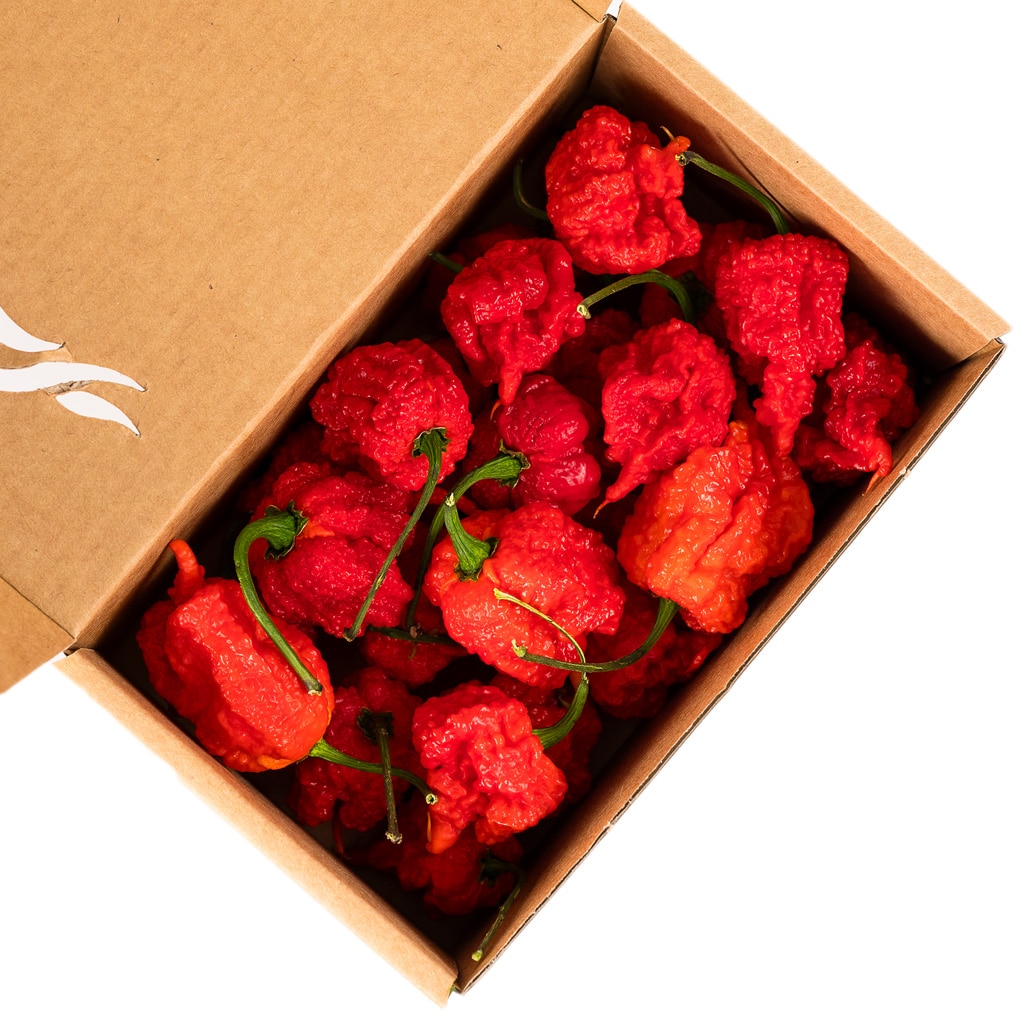 Carolina Reaper - svježe chili papričice 3 Carolina Reaper - svježe chili papričice