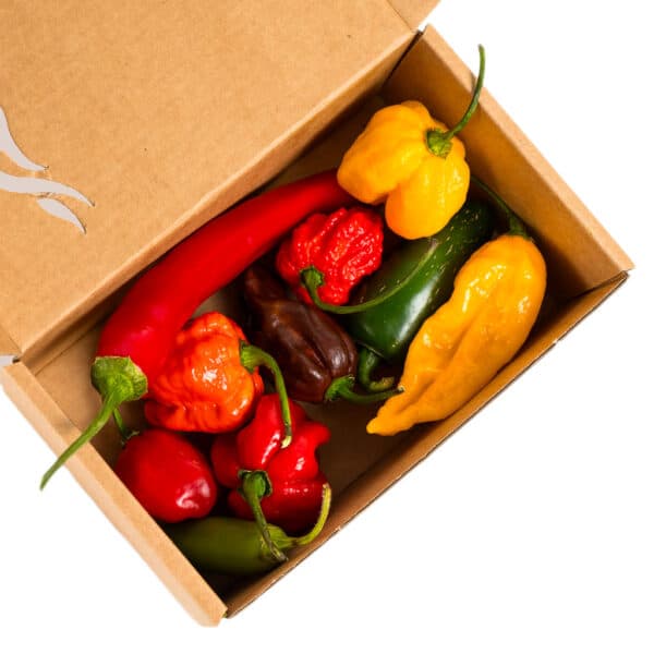 Chili Pepper Discovery Pack - paket ljutih papričica 1