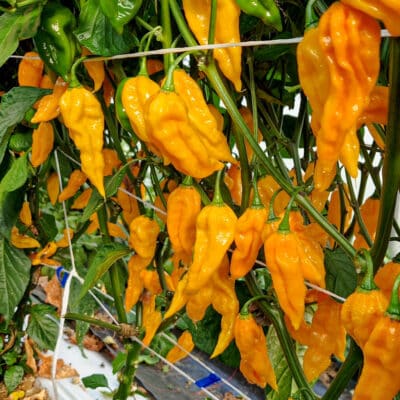 Fatalii 3 Fatalii sadnica chili papričice