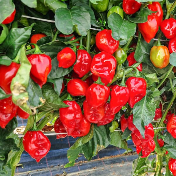 Red Savina Habanero sadnica chili papričice 3