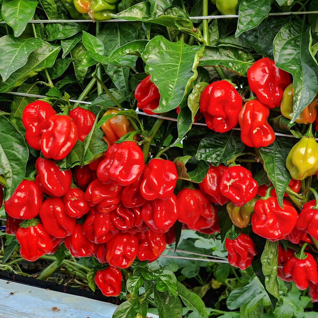 Red Savina Habanero sadnica chili papričice 3 Red Savina Habanero sadnica chili papričice