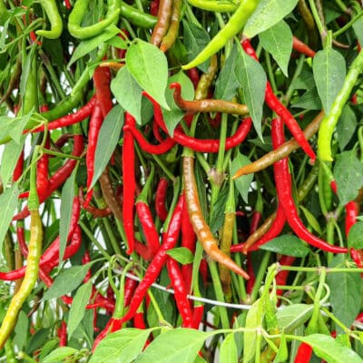 Sjemenke chili papričica - preko 50 sorti! 49