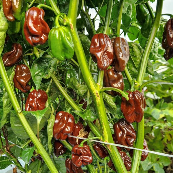 Habanero Chocolate - Sjemenke chili papričica 3