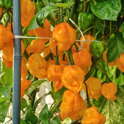 Scotch Bonnet Yellow - Sjemenke chili papričica