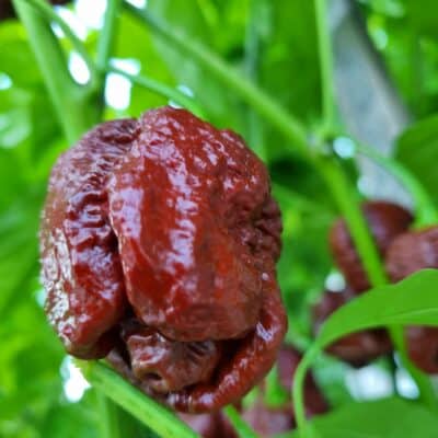 Sepia Serpent - Sjemenke chili papričica 5