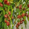 Trinidad Douglah - Sjemenke chili papričica 1