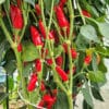 Purira - Sjemenke chili papričica 1