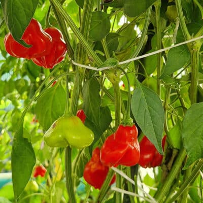 Bishops Crown (Biskupova kapica) - Sjemenke chili papričica