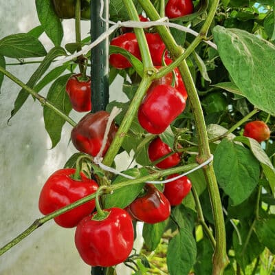 Rocoto Large Red - Sjemenke chili papričica