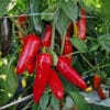 Jalapeno Big sadnica chili papričice 1