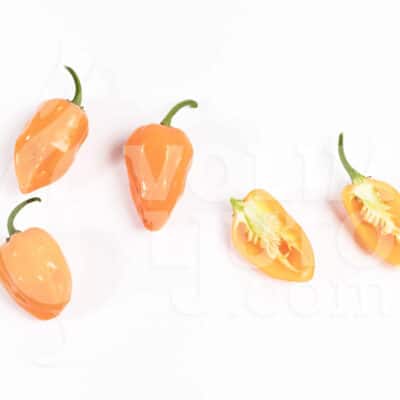 Habanero Orange sadnica chili papričice