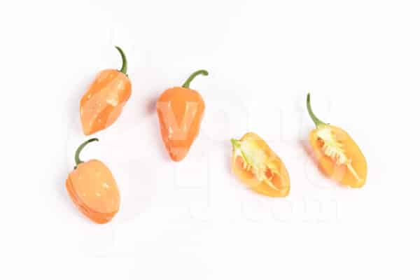 Habanero Orange sadnica chili papričice