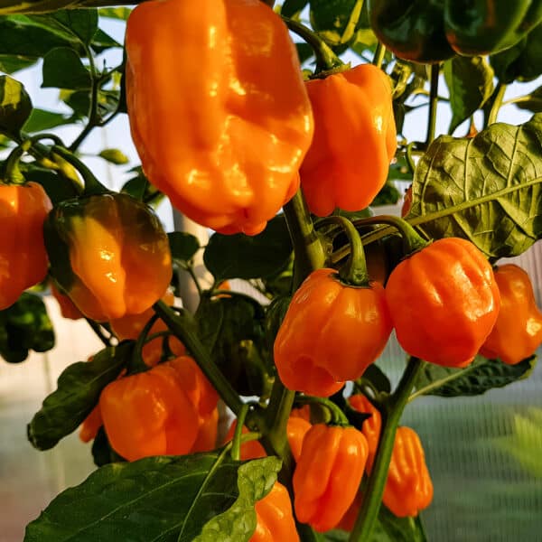 Habanero Numex sadnica chili papričice 3
