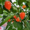 Habanero Orange sadnica chili papričice 1