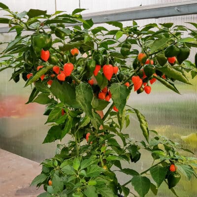 Habanero Orange - Sjemenke chili papričica 3