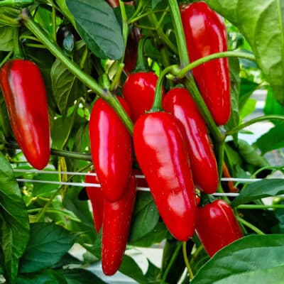 Kako se brinuti za mlade chili papričice: vodič kroz prve tjedne nakon klijanja 10 Alternative view of Jalapeno Big sadnica chili papričice