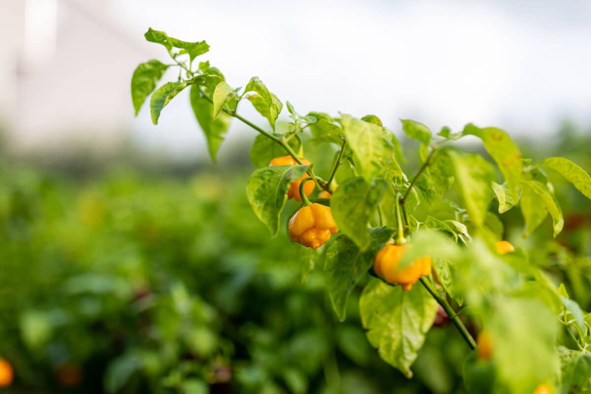 Kapsaicin - krivac za ljutinu kod chili papričica? 1