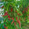 Hot Portugal - Sjemenke chili papričica