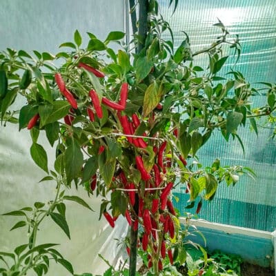 Serrano 5 Serrano - Sjemenke chili papričica