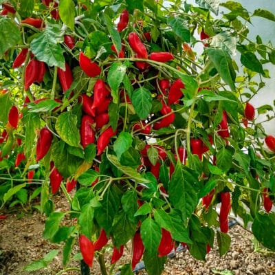 Peruvian Pointer - Sjemenke chili papričica