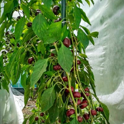 Chocolate Cherry Bomb - Sjemenke chili papričica