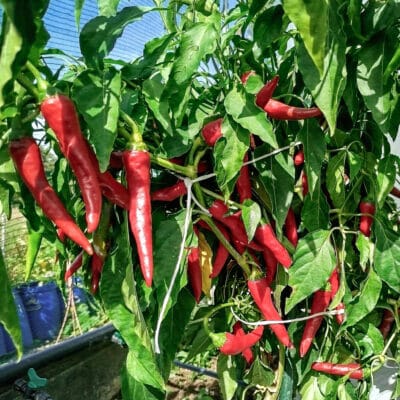 Cayenne - Sjemenke chili papričica