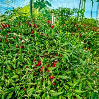 Thai Hot - Sjemenke chili papričica