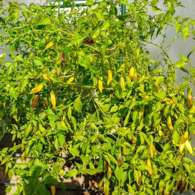 Natjecanje u jedenju ljutih burgera 26.10.2022. @ Submarine Burger Radnička 12 Aji Pineapple - Sjemenke chili papričica