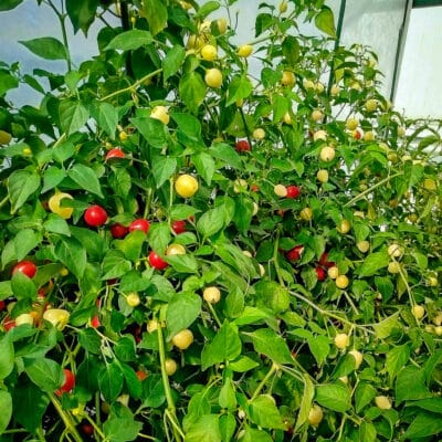 Trepadeira Werner - Sjemenke chili papričica