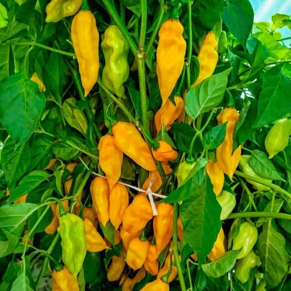 Habanero Lemon sadnica chili papričice