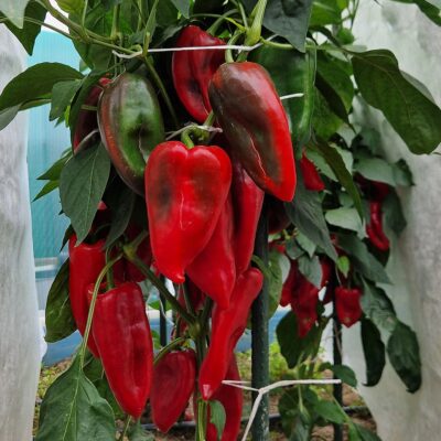 Kako se brinuti za mlade chili papričice: vodič kroz prve tjedne nakon klijanja 4 Poblano sadnica chili papričice