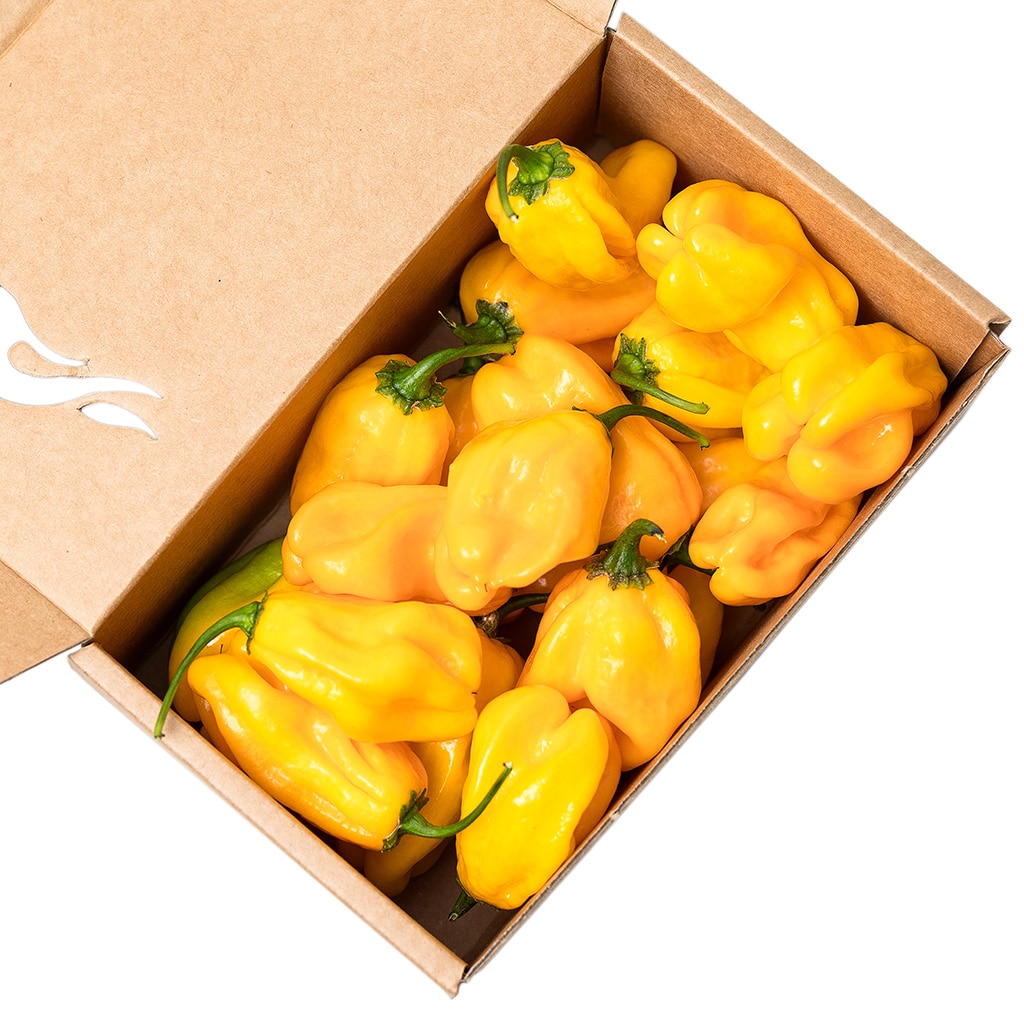 Habanero Yellow - svježe chili papričice 2 Habanero Yellow - svježe chili papričice