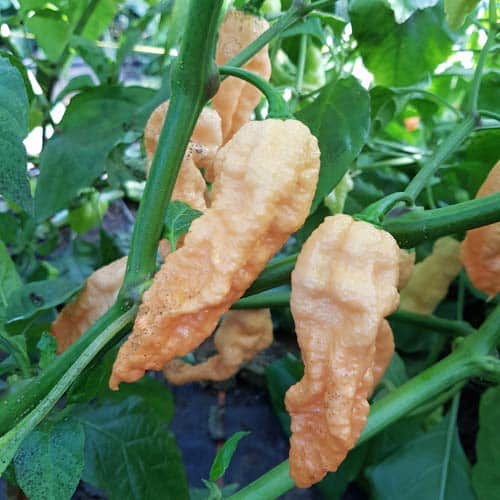 Gurmansko putovanje kroz svijet rijetkih ljutih paprika 4