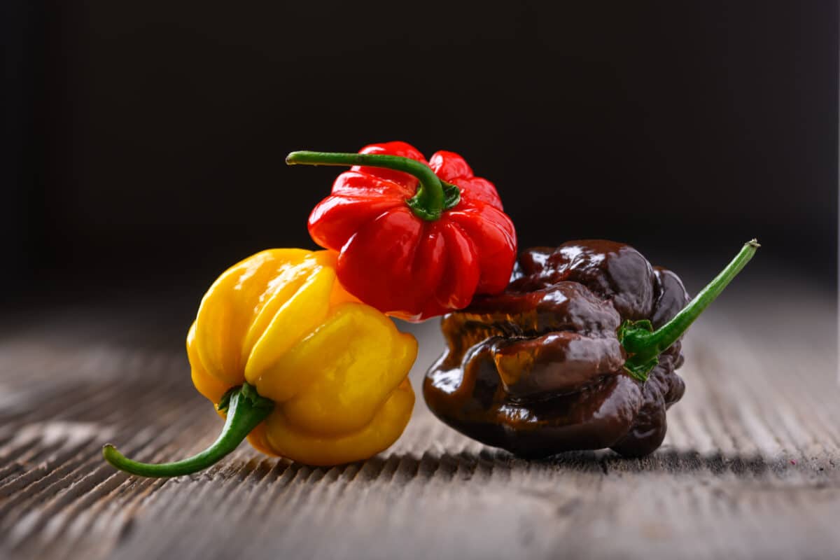 Gurmansko putovanje kroz svijet rijetkih ljutih paprika 1