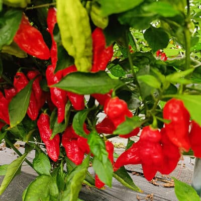 Bhut Jolokia Red - Sjemenke chili papričica