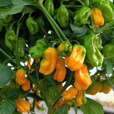 Habanero Yellow - Sjemenke chili papričica