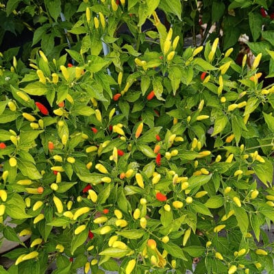 Tabasco - Sjemenke chili papričica