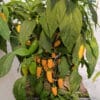 Jalapeno Numex Lemon Spice - Sjemenke chili papričica 1 Jalapeno Numex Lemon Spice - Sjemenke chili papričica
