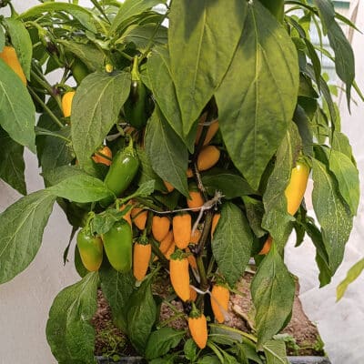 Jalapeno Numex Lemon Spice - Sjemenke chili papričica