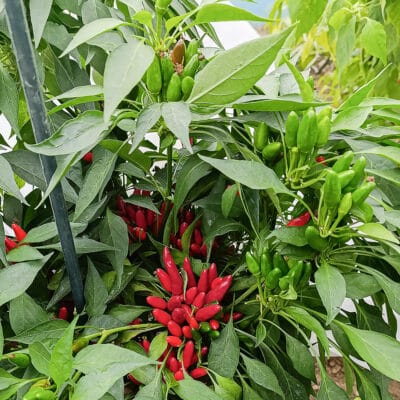 Etna - Sjemenke chili papričica