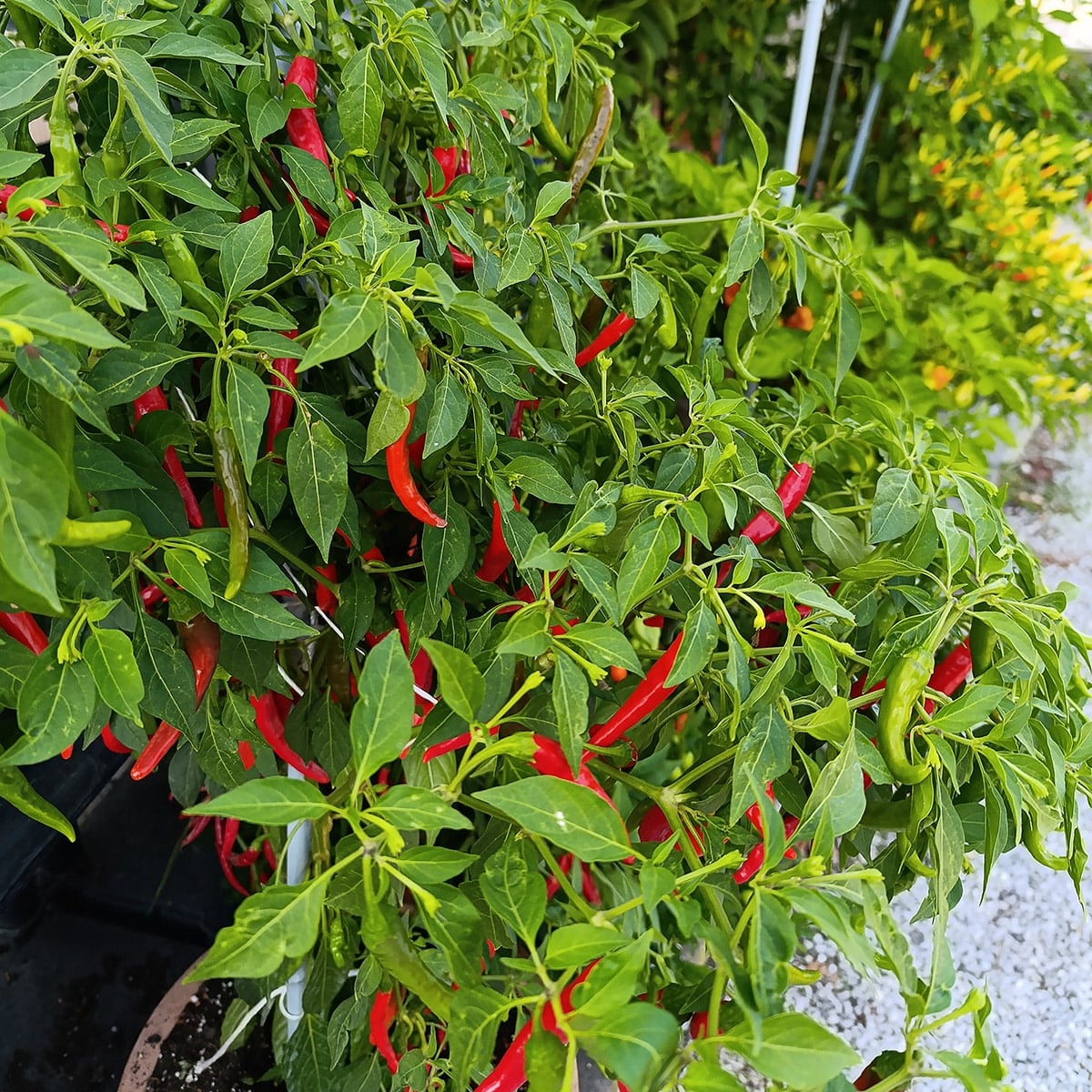 Gochugaru sadnica chili papričice