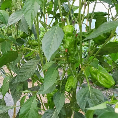 Lampa za biljke - 4 vrste rasvjete + 1 loša kod uzgoja chili papričica 115 Pimiento de Padron - Sjemenke chili papričica