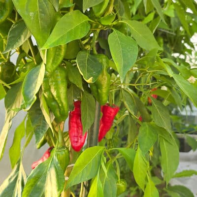 Pimiento de Padron sadnica chili papričice