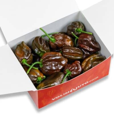 Habanero Chocolate - svježe chili papričice 200g