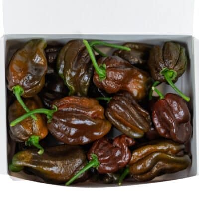 Habanero Chocolate - svježe chili papričice 200g