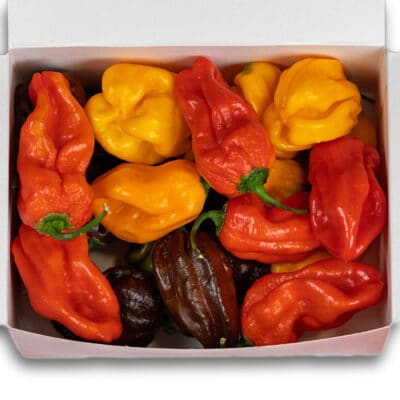 Habanero Mix (Chocolate + Red + Yellow) - svježe chili papričice 200g 7 Habanero Mix (Chocolate + Red + Yellow) - svježe chili papričice 200g