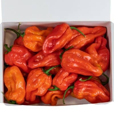 Habanero Red - svježe chili papričice 200g