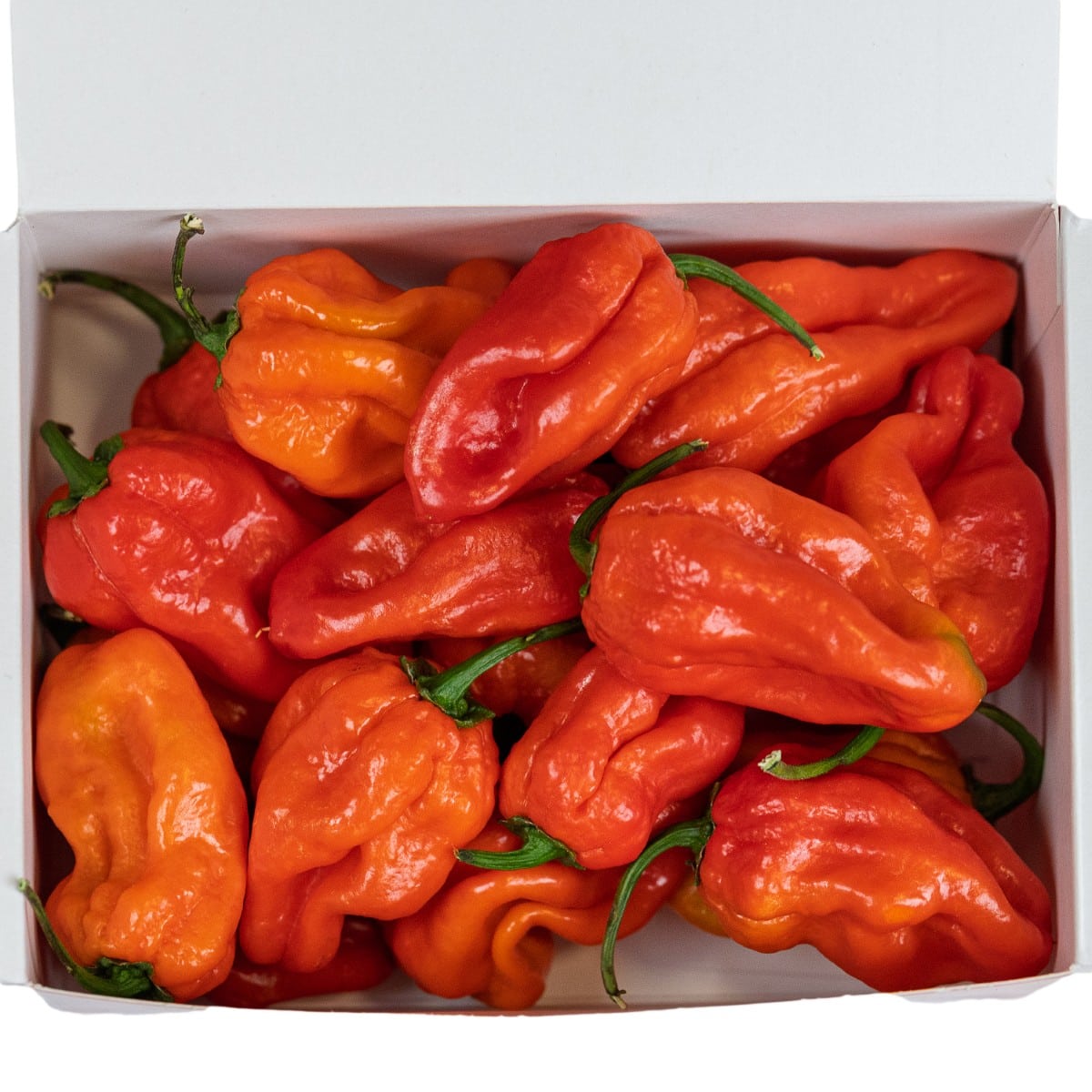 Habanero Red - svježe chili papričice 200g 2 Habanero Red - svježe chili papričice 200g