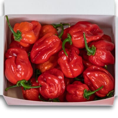 Red Savina Habanero - svježe chili papričice 200g