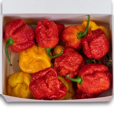 Trinidad Scorpion Mix (Moruga + Yellow) - svježe chili papričice 160g